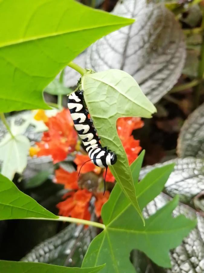 Cahuita Lodge Zewnętrze zdjęcie